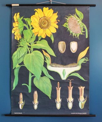 GIRASOL - Lámina botánica escolar enrollable. Jung - Koch - Quentell, Alemania, vintage 70s.