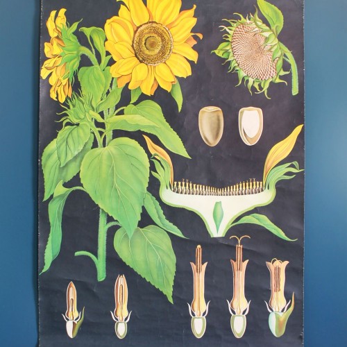 GIRASOL - Lámina botánica escolar enrollable. Jung - Koch - Quentell, Alemania, vintage 70s.