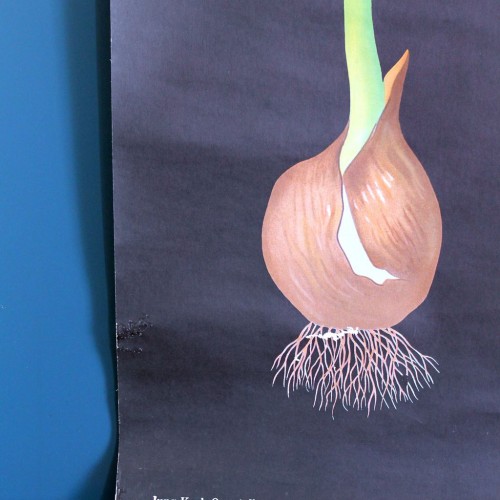 TULIPANES - Lámina botánica escolar enrollable. Jung - Koch - Quentell, Alemania, vintage 70s.