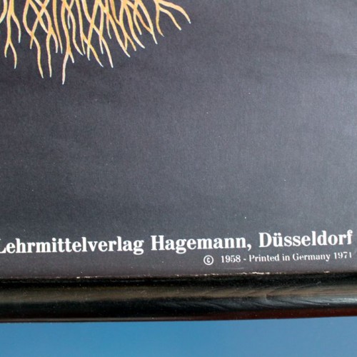 TULIPANES - Lámina botánica escolar enrollable. Jung - Koch - Quentell, Alemania, vintage 70s.