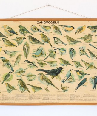 PÁJAROS CANTORES - Lámina escolar zoología-ornitología. Alemania, vintage 60s-70s. W. J. Thieme & Cie.