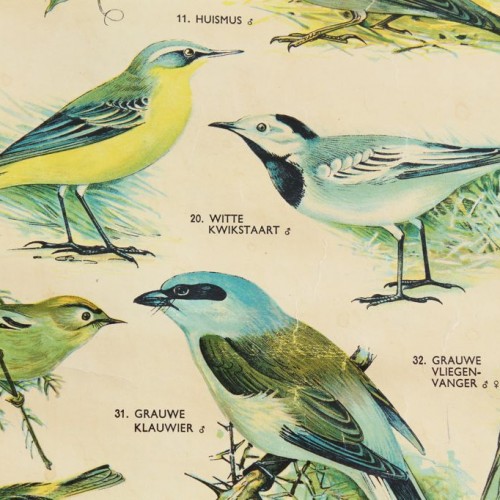 PÁJAROS CANTORES - Lámina escolar zoología-ornitología. Alemania, vintage 60s-70s. W. J. Thieme & Cie.