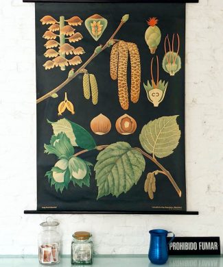 AVELLANO - Lámina botánica escolar enrollable. Jung - Koch - Quentell, vintage 50S-70s.