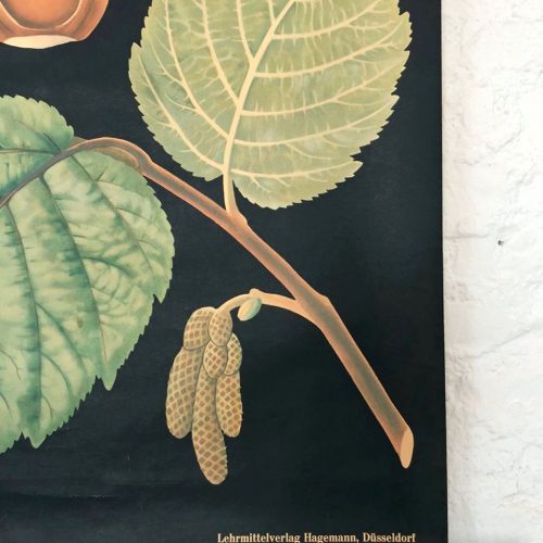 AVELLANO - Lámina botánica escolar enrollable. Jung - Koch - Quentell, vintage 50S-70s.